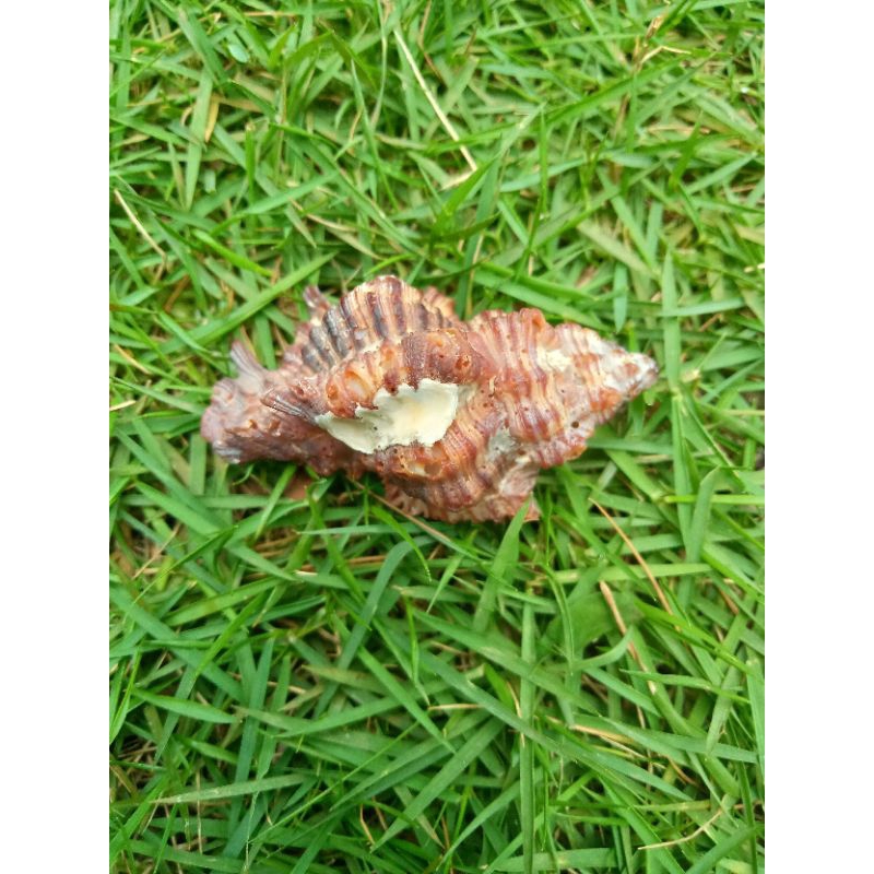 cangkang keong laut unik dan menarik