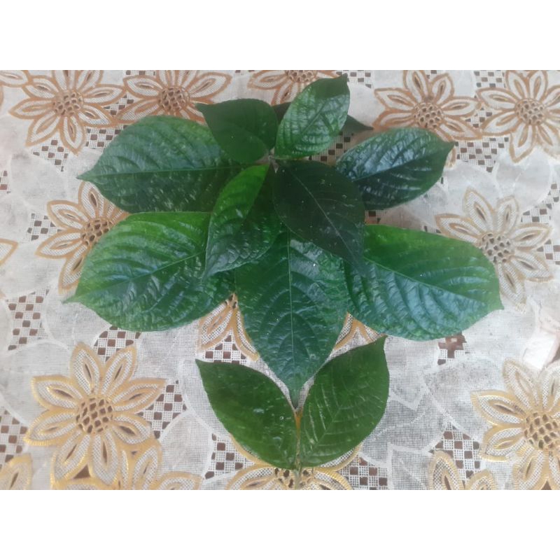 

Daun Keji Beling/Pecah Beling segar (100 Lembar)