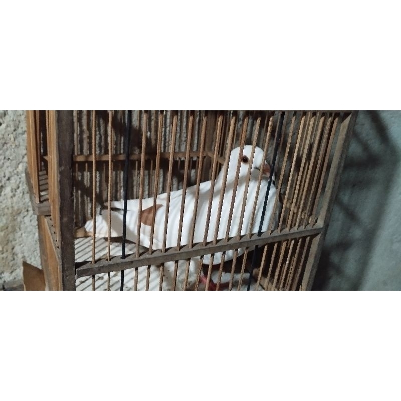 BURUNG MERPATI SILANG POS SIZE INDUKAN (JANTAN)