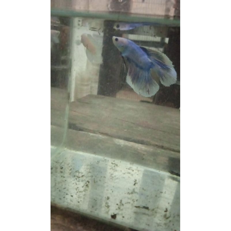 Ikan Cupang Halfmoon DoubleTail