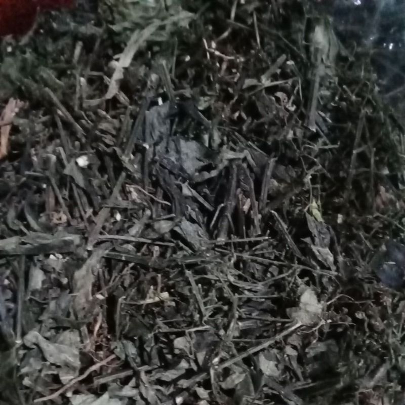 

Daun Sambiloto Kering