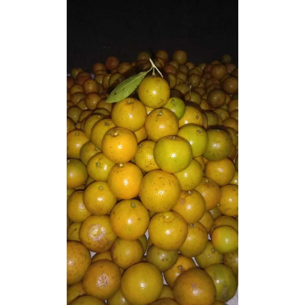 

Jeruk Sonkit mateng di pohon/Jeruk kasturi lemon cui 500gram/Jeruk segar langsung petik di kebun