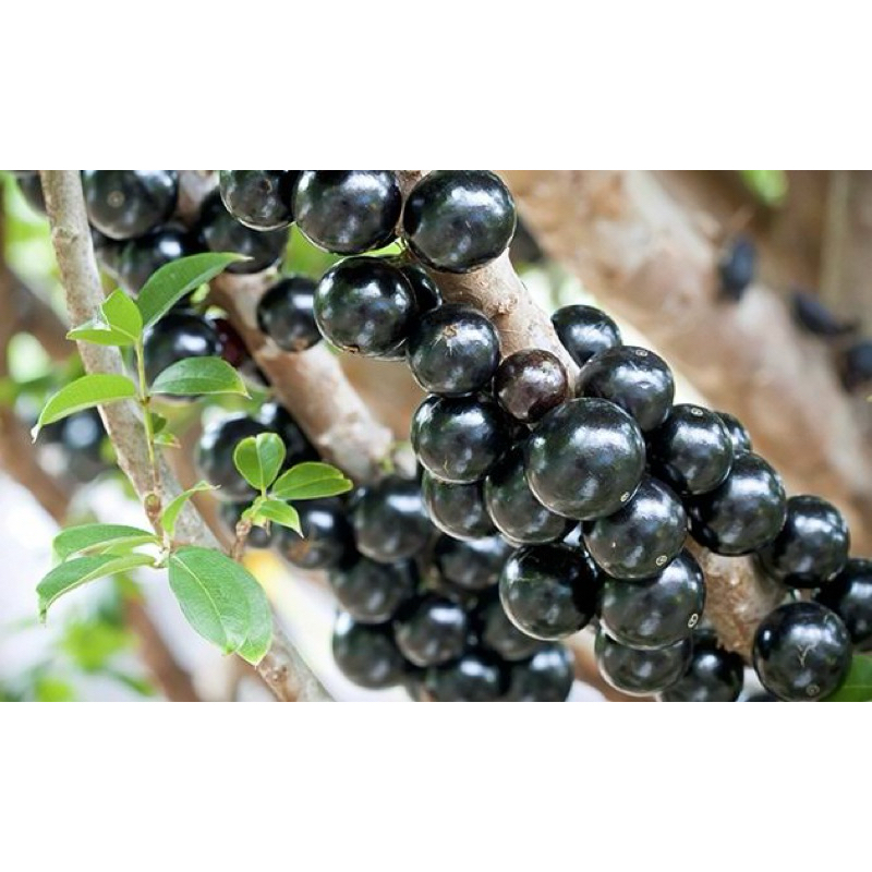 INDUKAN ANGGUR BRAZIL PRECO SUDAH BERBUAH