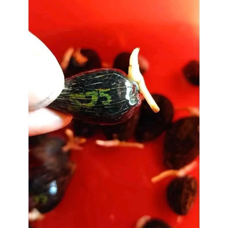 BIBIT/BENIH SAWIT SRIWIJAYA BERSERTIFIKAT UNGGUL