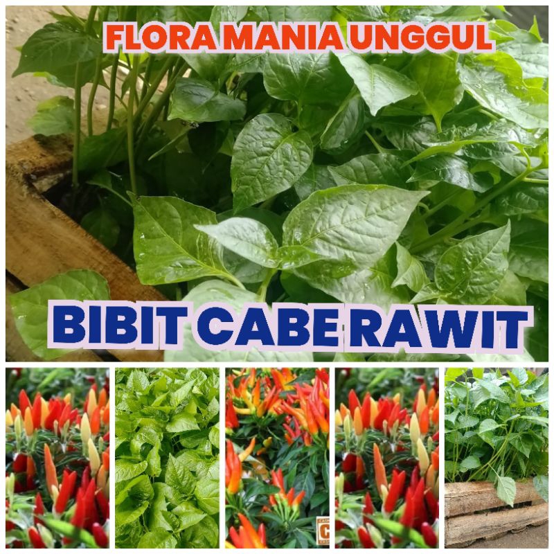 Bibit cabe kecil rawit lombok cilik