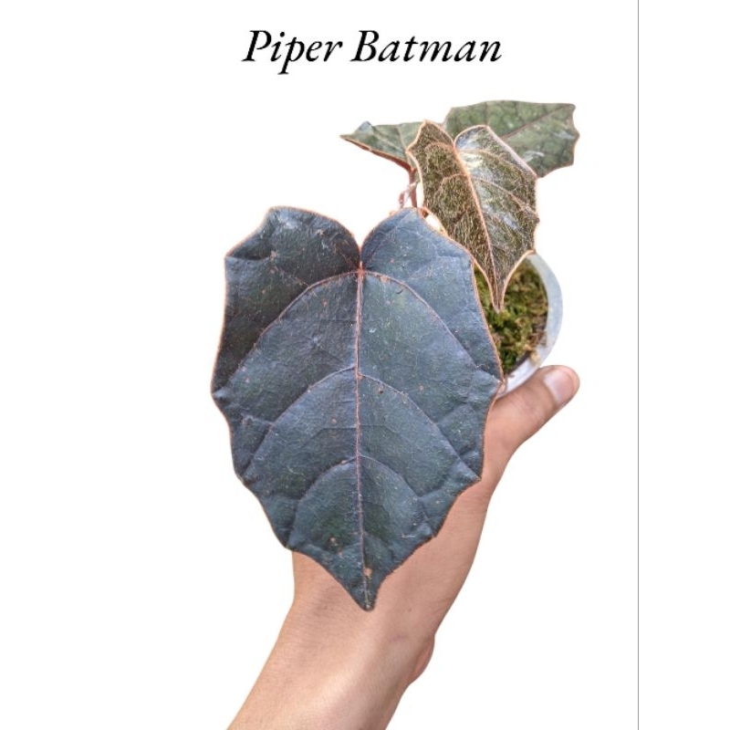 Tanaman Rambat - PIPER - Piper Batman / Penghias Taman