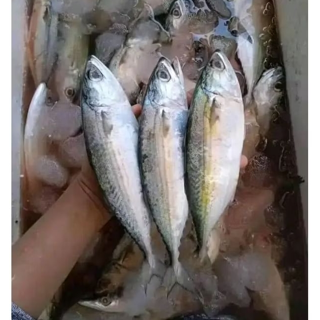 

Ikan Kembung Banjar Segar Ikan Hasil laut segar 1kg