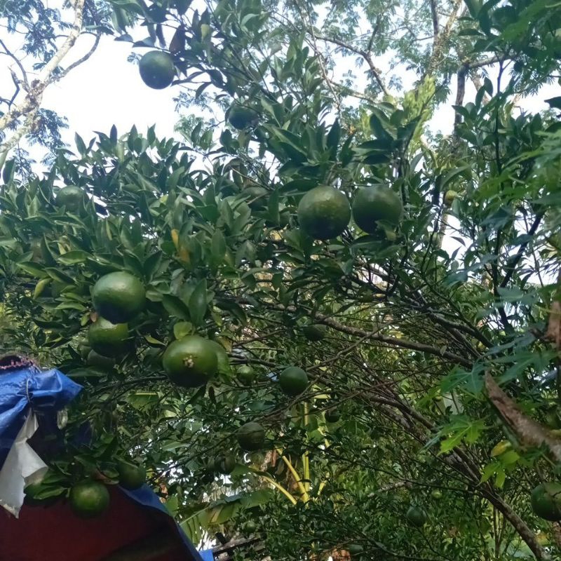 

buah jeruk Siem muda 1 kg. panen sendiri, belum tua, rasa masih masam. bisa untuk peras es jeruk dan wedang jeruk