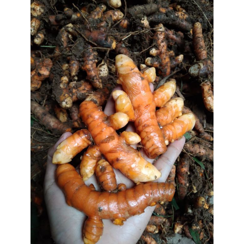 

KUNYIT SEGAR ORGANIK