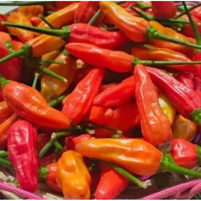 Benih Cabe Rawit RAWITA F1 ISI 25 BIJI