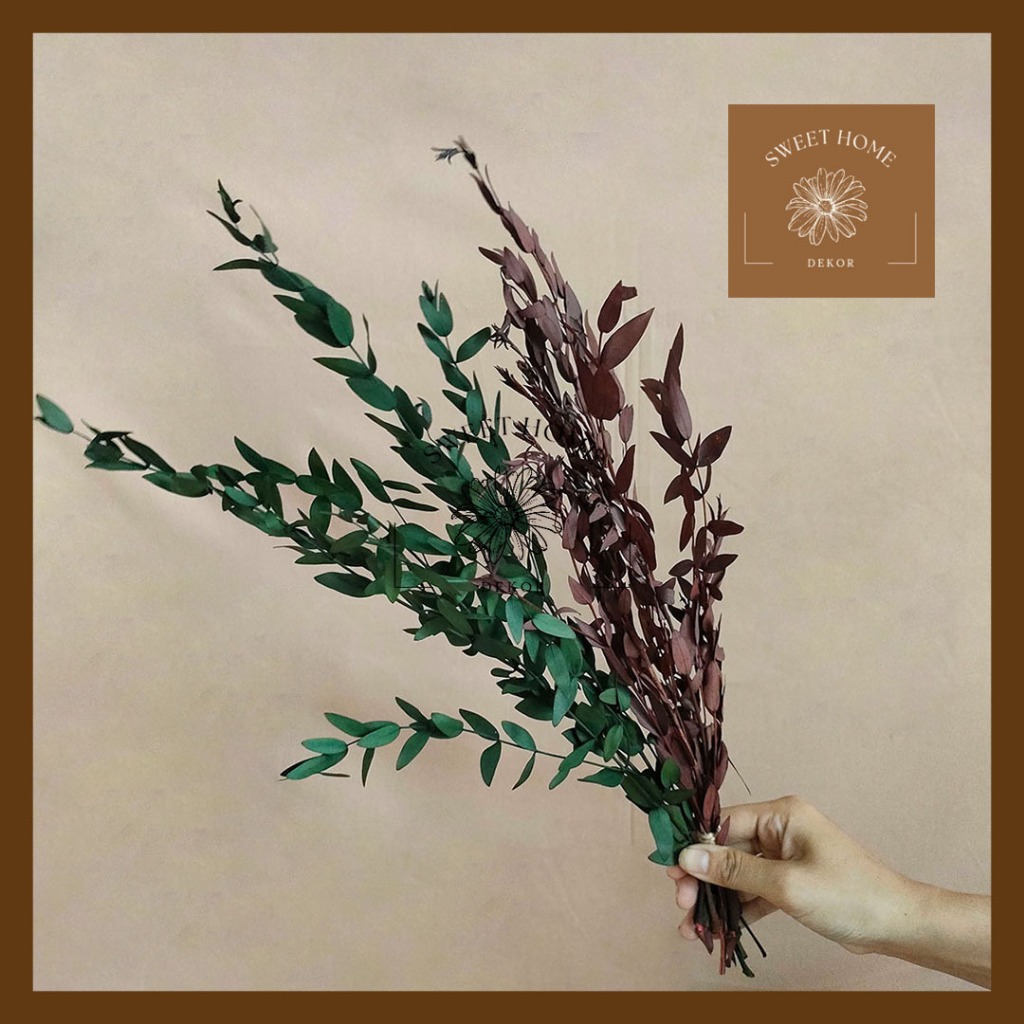 Preserved Gunni Eucalyptus Daun Kering Dekorasi Rumah