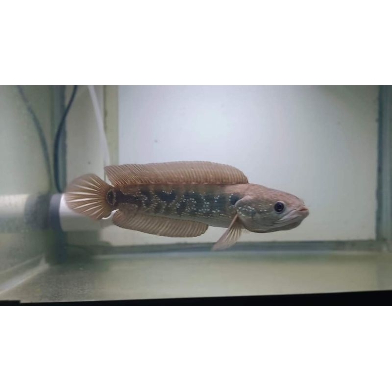 hiasan aquarium(cana asiatika whitspot allsize)