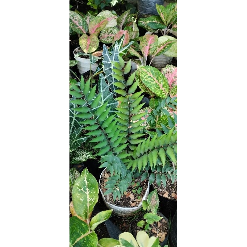 Zamia Vasquezii caudex 5cm cakep rimbun