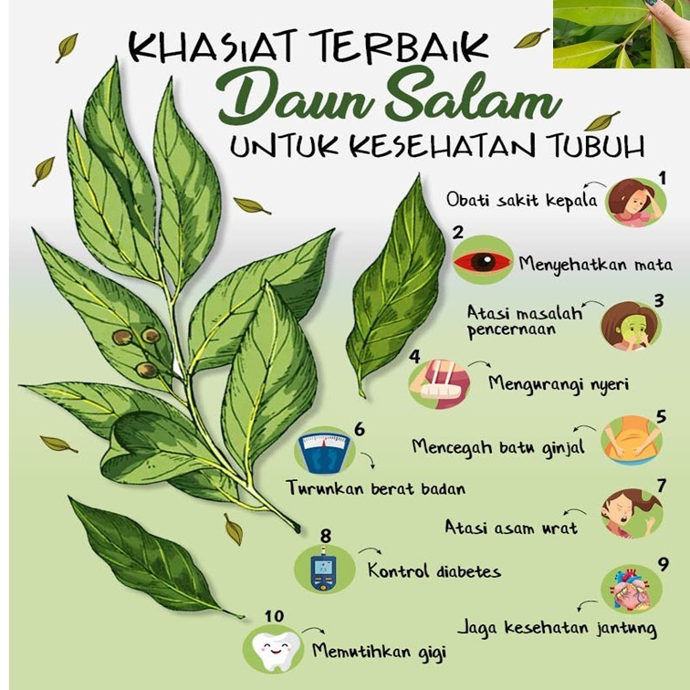 

TERLARIS | Daun Salam Segar Asli | Aromanya Bikin Ketagihan | 30 Lbr