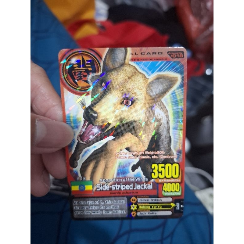 Animal Kaiser Animal Card Side Striped Jackal