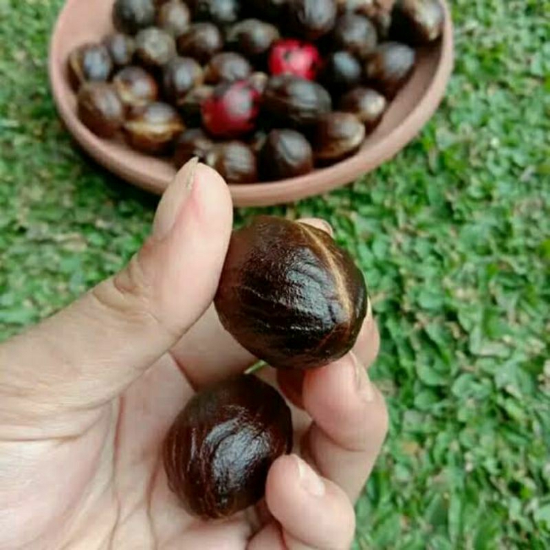 

biji pala kering full tua paling murah