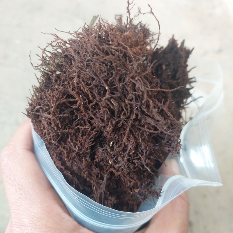 akar kadaka atau moss hitam