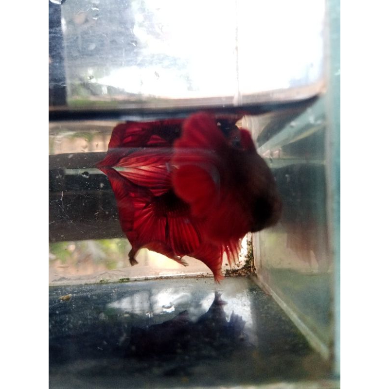 Ikan CUPANG BETINA RED FULL TELUR,tersedia banyak macam