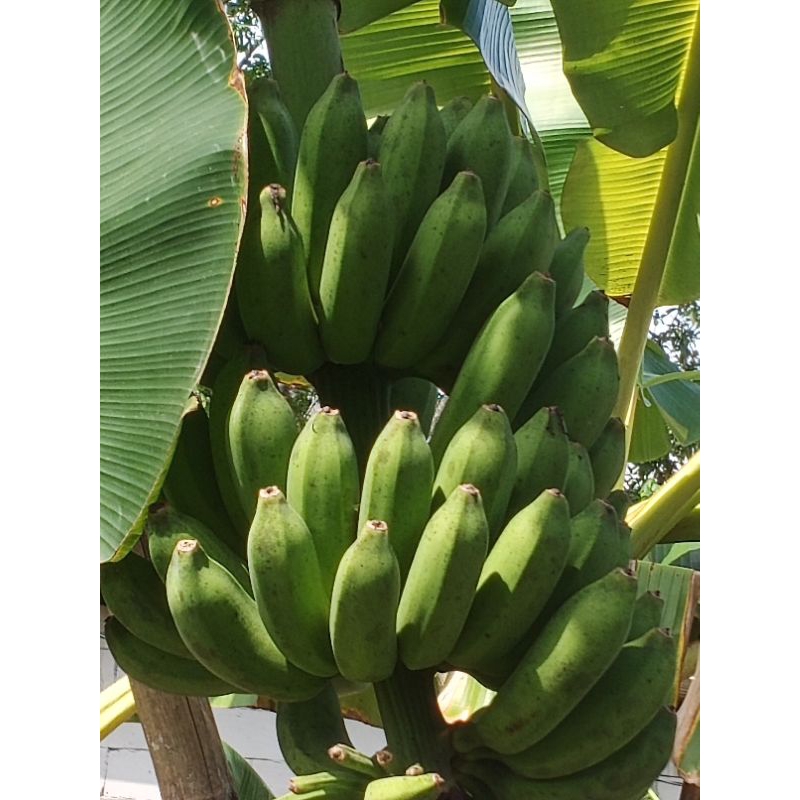 Ready pisang raja bulu/raja ijo tua pohon