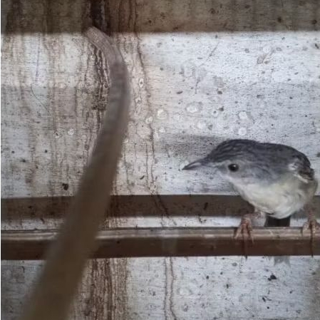 burung cigun atau ciblek gunung gacoran