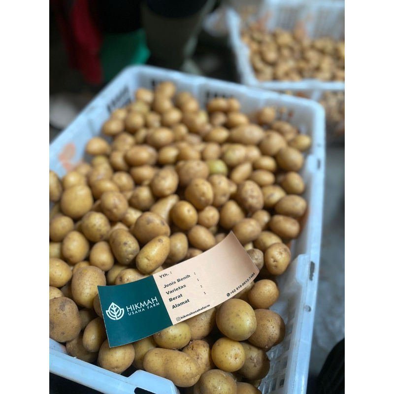 Benih G2 siap tanam varietas Granola L dan MZ