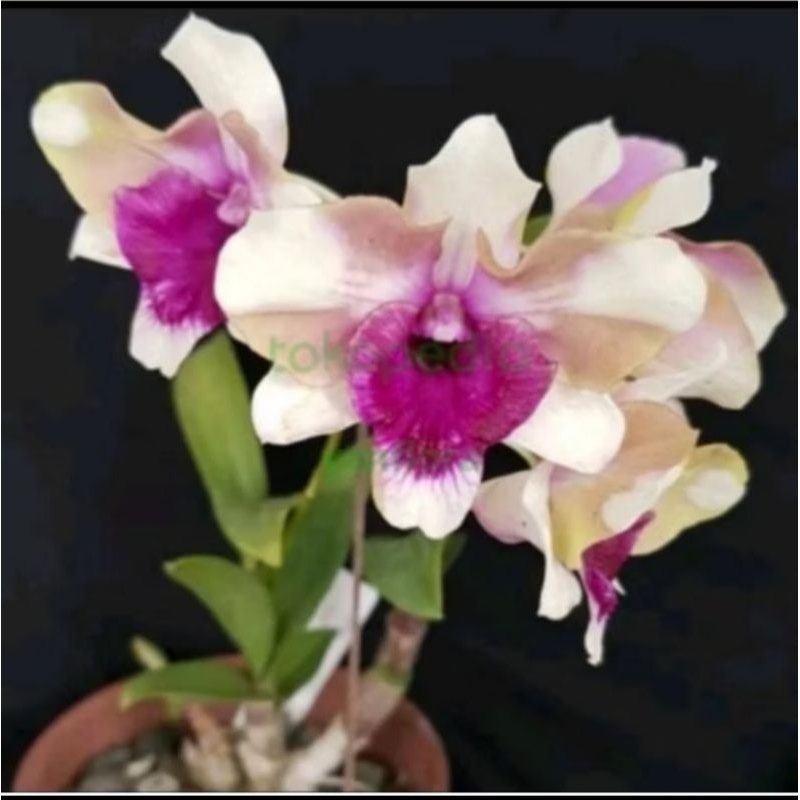 PROMO ANGGREK DENDROBIUM MAWAR BLUE KNOP/SPIKE - SIAP BERBUNGA