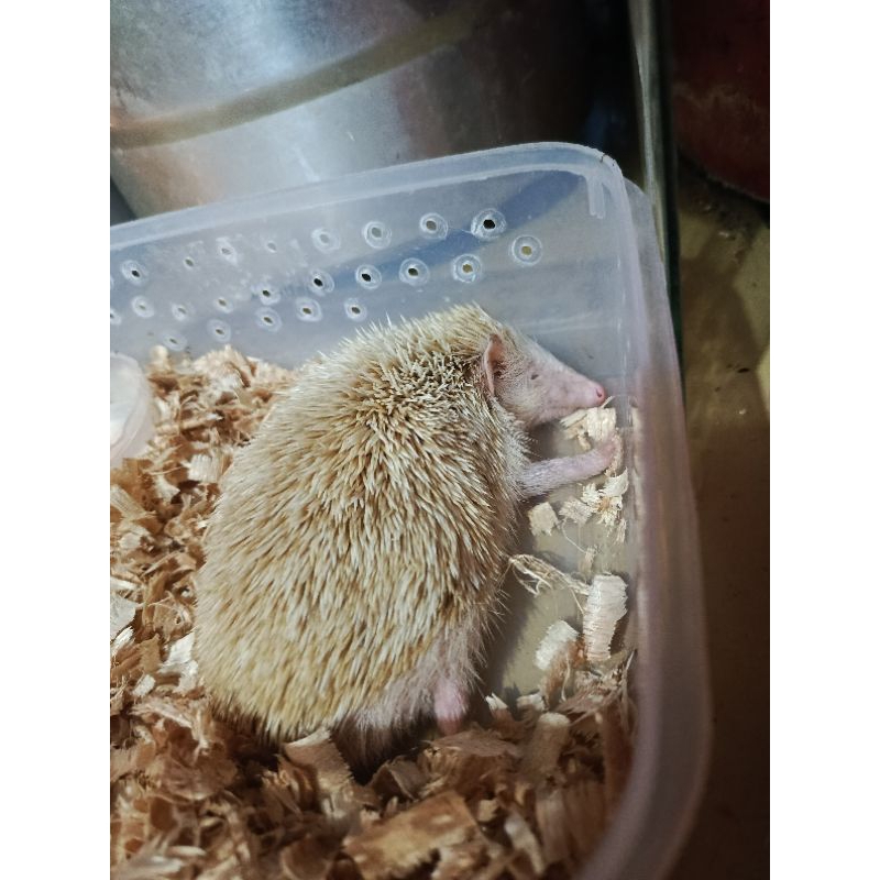 landak mini albino