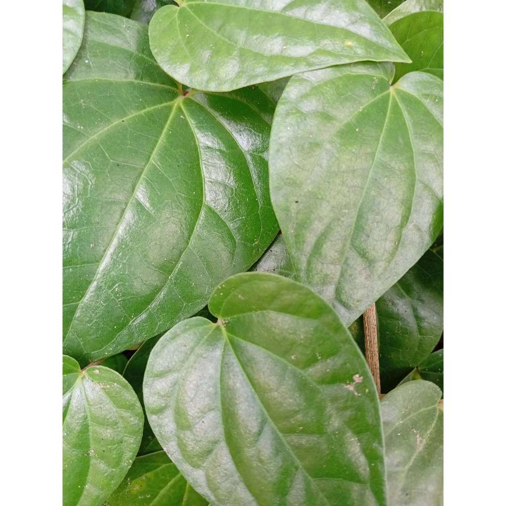 

daun sirih / suruh hijau segar dipetik dadakan