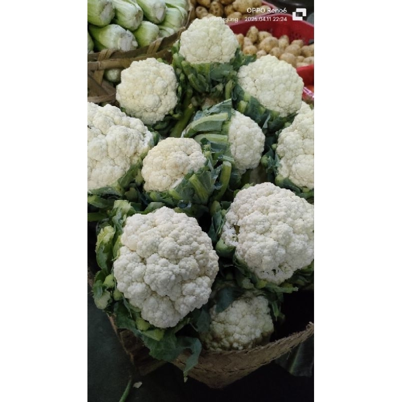 

JYOTI BUNGA KOL / KEMBANG KOL 250 GR