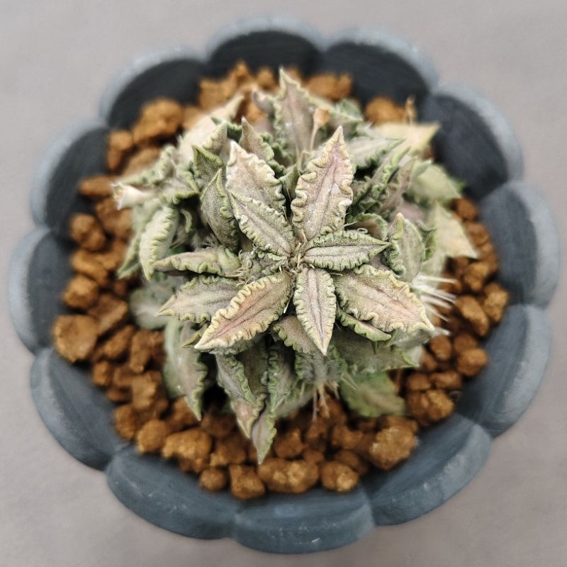 Tanaman Euphorbia tulearensis kualitas daun terbaik