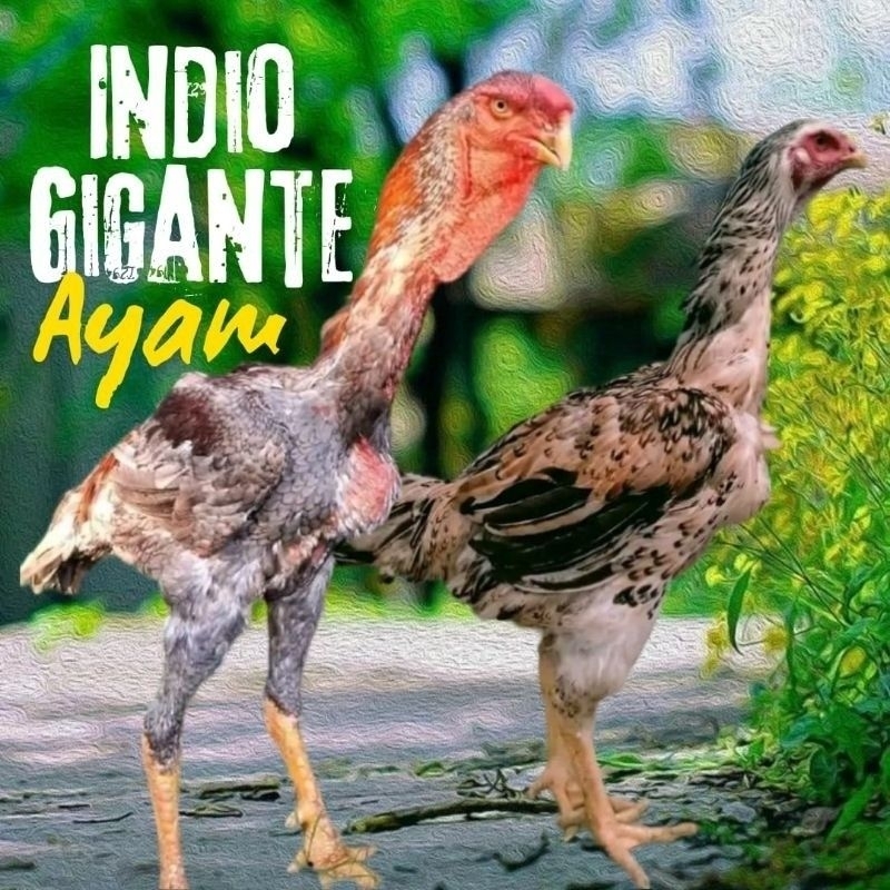 Telur Ayam Indio Gigante Fertil Ori siap untuk ditetaskan