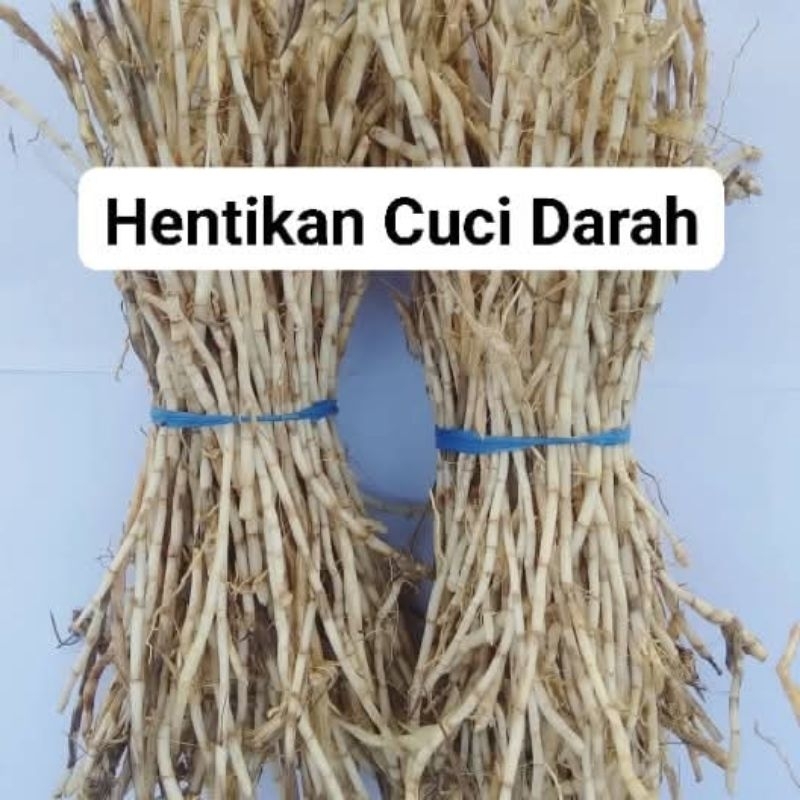 

500 gram akar alang-alang untuk membersihkan ginjal