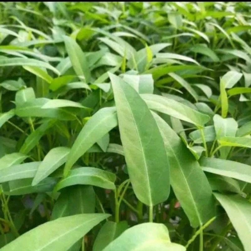 

Bening Kangkung Cap tani Super kemasan 1kg UD. HARTANINDO