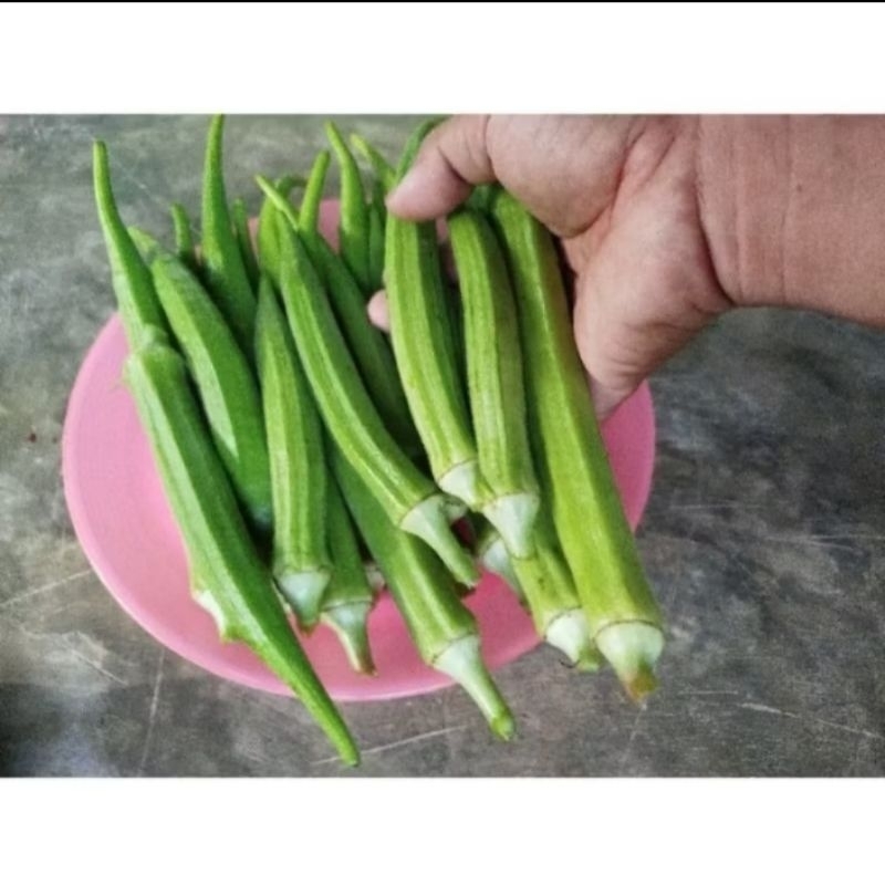 

biji benih sayuran okra hijau - isi 30 butir