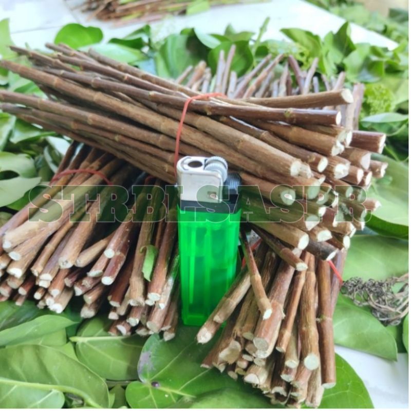 stek batang Sancang murah