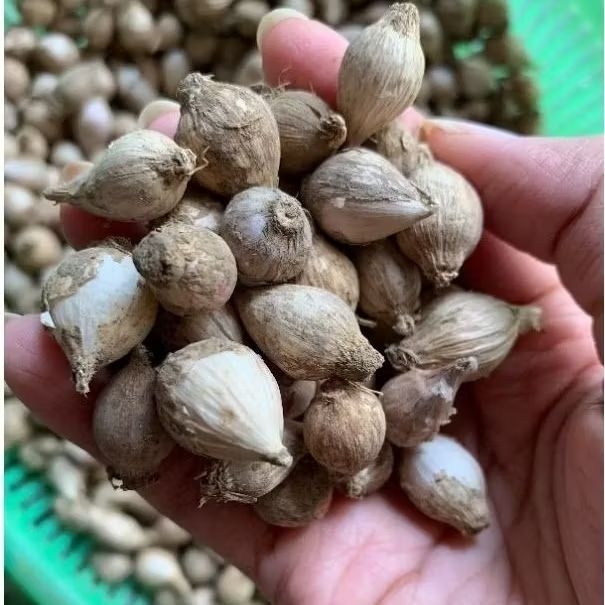 Bawang lanang Bawang Tunggal Bawang Lokal Fresh Bawang kecil