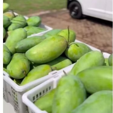 

mangga kiojay mentah manis asem segar 700-800 gram isi 1-2 biji