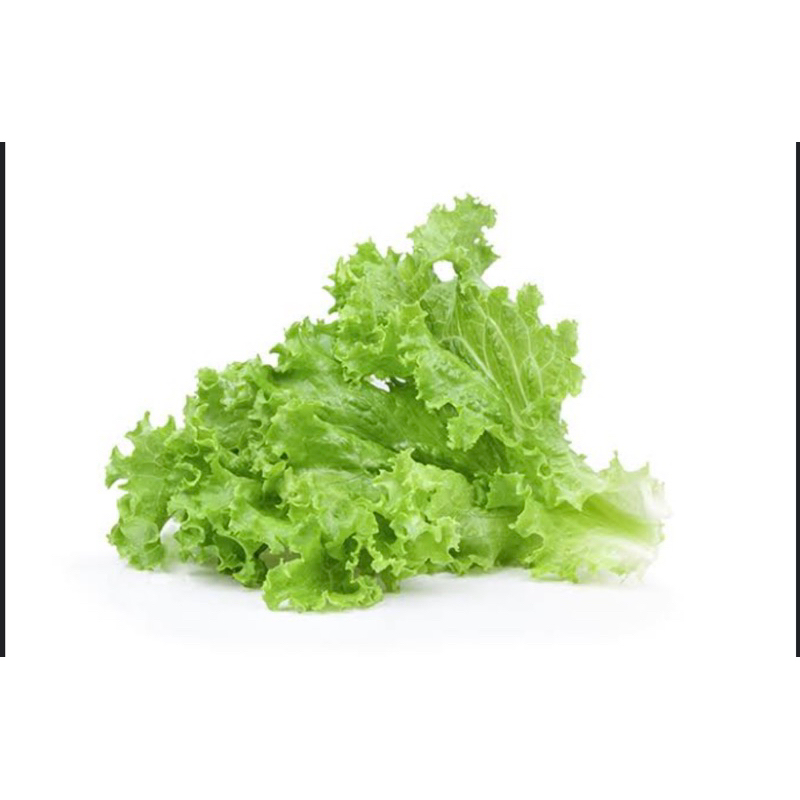 

DAUN SELADA