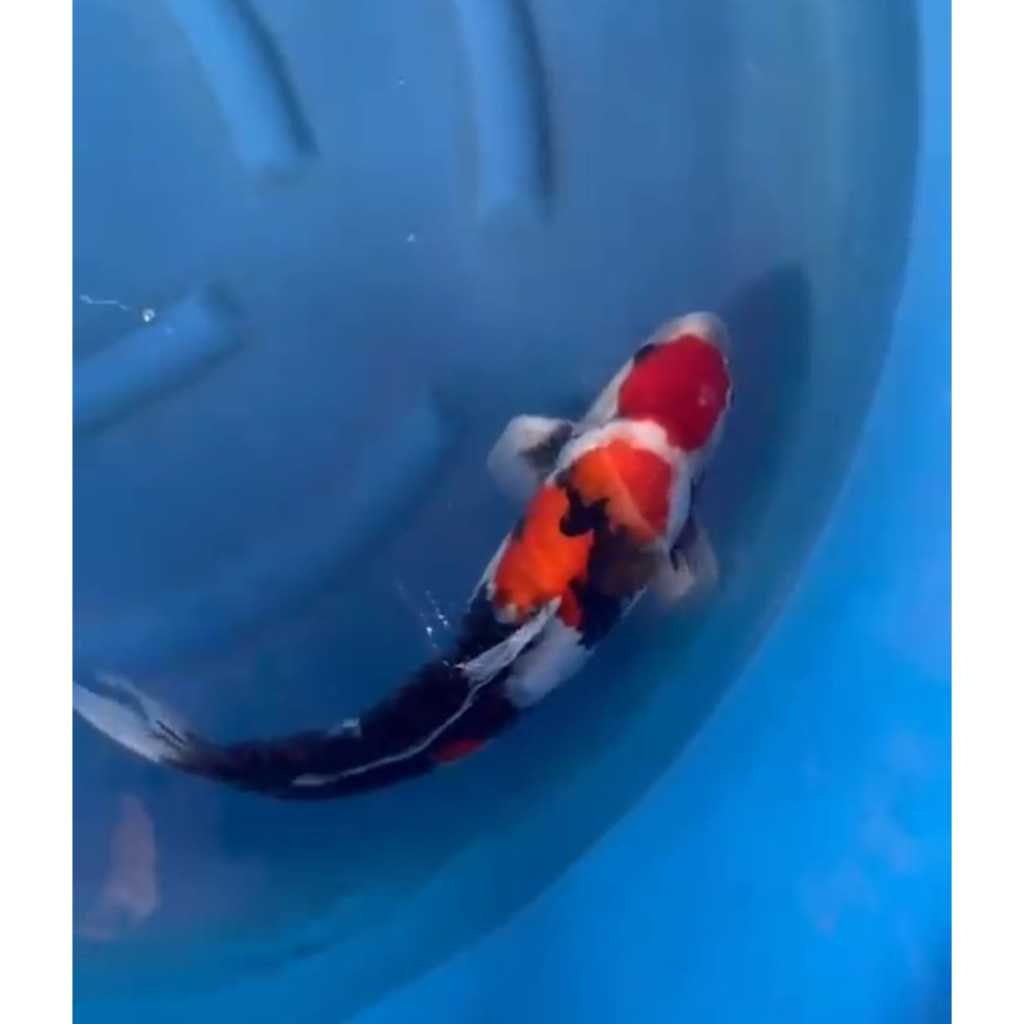 IKAN KOI BLITAR SHOWA