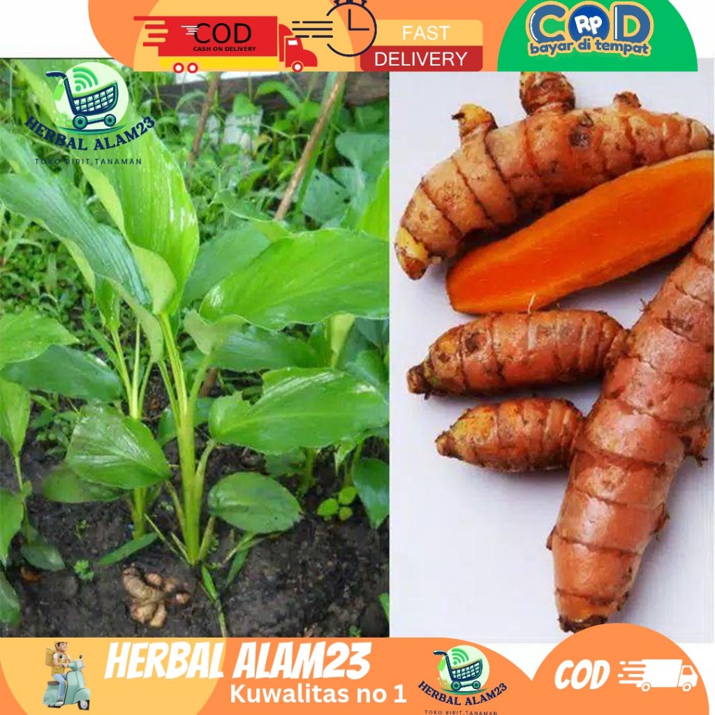 

Niko~ Bibit Kunyit Kuning/Kunir Buat Jamu Dan Masak (Beli 5 Gratis 1)