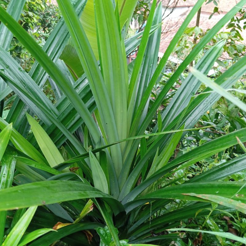 

Daun pandan segar pandan wangi 5 lembar