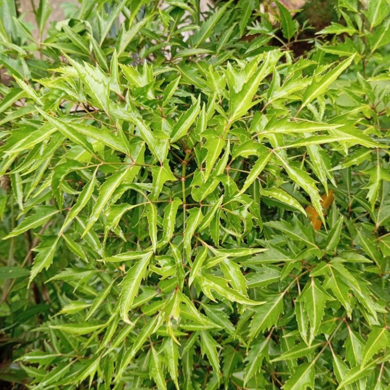 

Daun cakra cikri segar organik Paket 500 gram