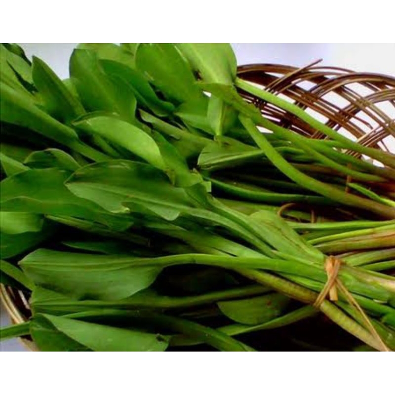 

tanaman sayur encenggondok 1 ikat