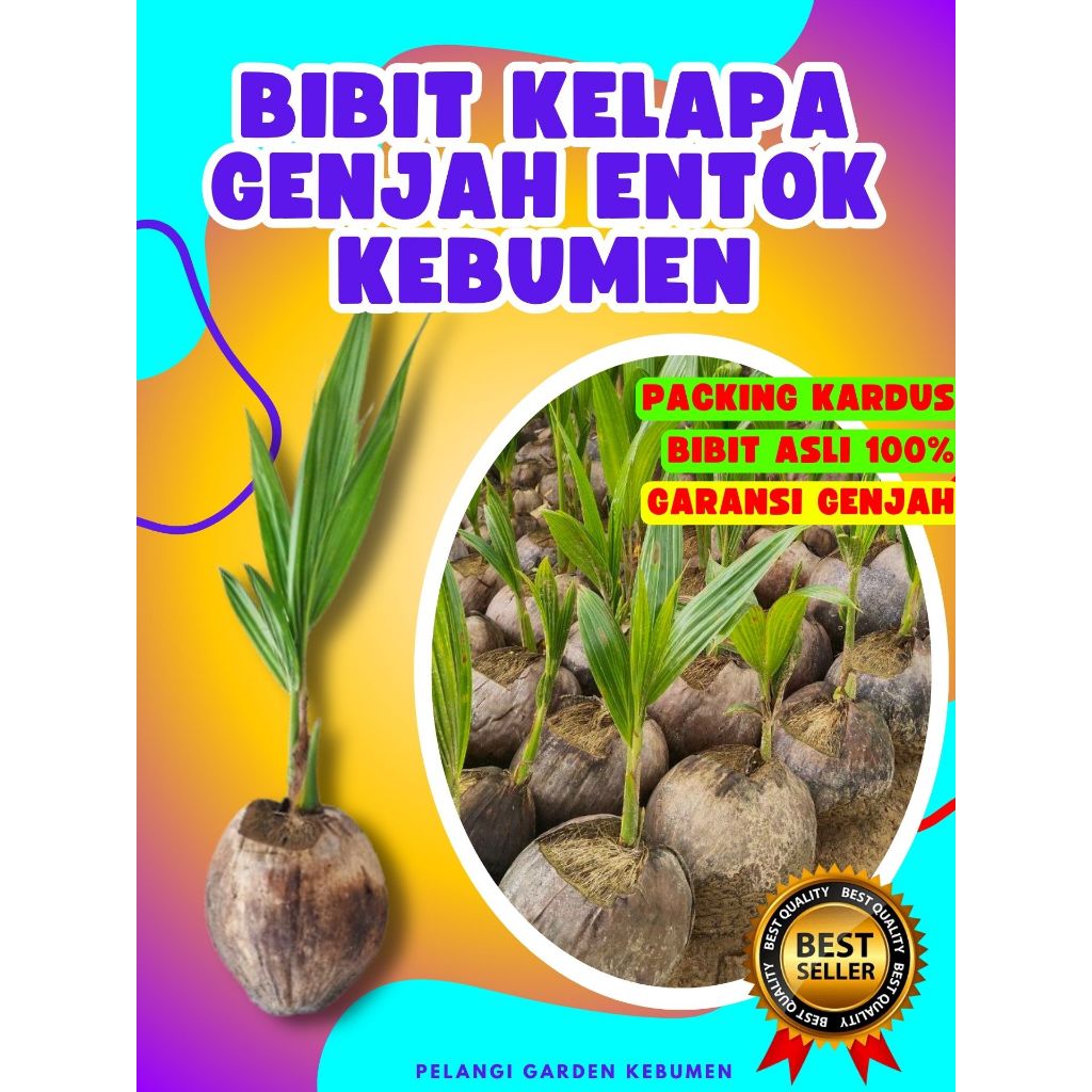 CEPAT BUAH..  Bibit Kelapa Ijo Pendek, Bibit Kelapa Ijo Genjah, Bibit Kelapa Jumbo