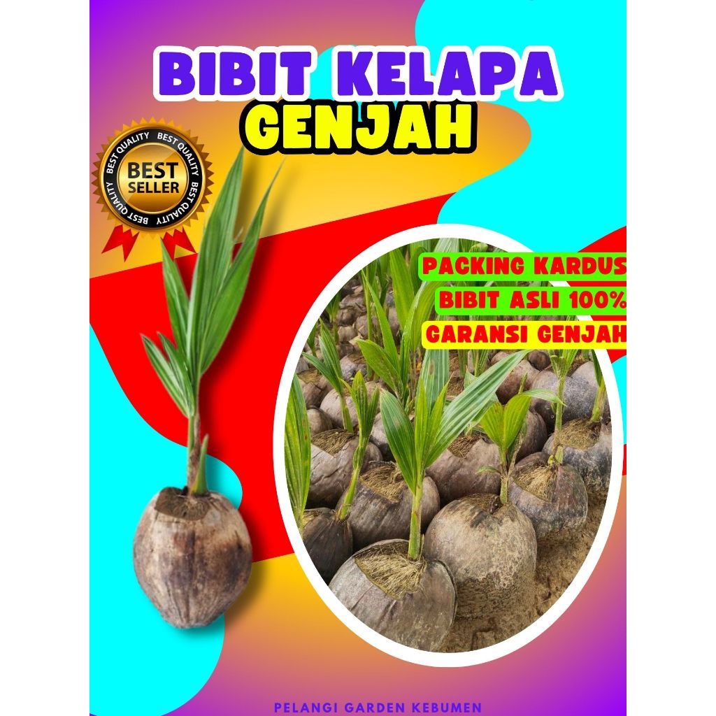 KUALITAS UNGGUL..! Bibit Kelapa Kopyor Genjah, Bibit Kelapa Kuning Pendek, Bibit Kelapa Kampung