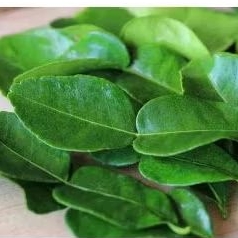 

[MURAH] DAUN JERUK SEGAR ASLI DAN ALAMI MURAH