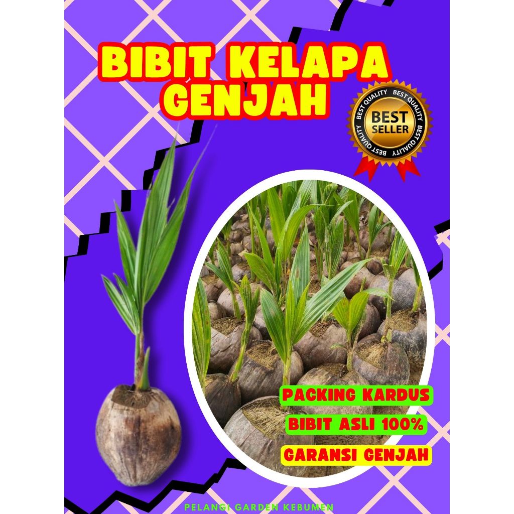 KUALITAS UNGGUL.. Bibit Kelapa Kopyor Besar, Bibit Kelapa Kopyor Genjah, Bibit Kelapa Kopyor Genjah 