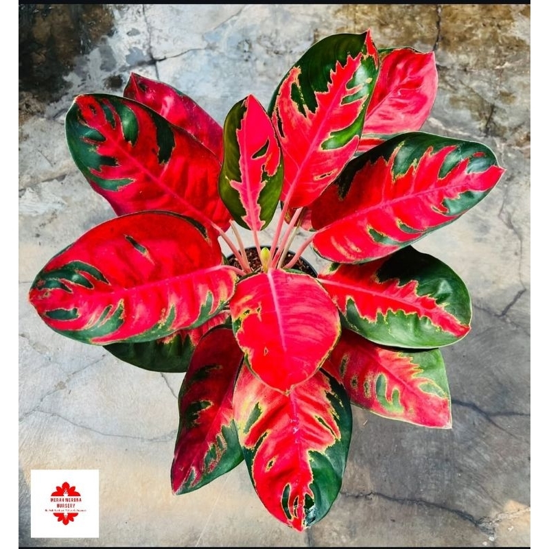 Tanaman Hias Aglonema Kochin Hello Kitty - tanaman hidup aglonema merah