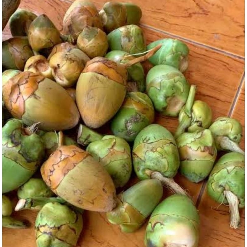 

Beluluk kelapa tembuluk kelapa segar isi 5 buah