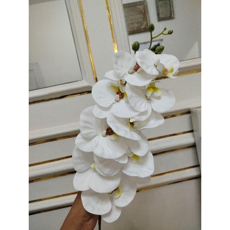 Anggrek putih keriting latex/Anggrek Latex bunga keriting